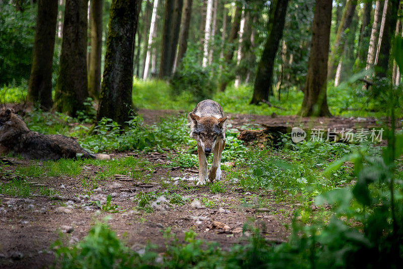 欧亚狼，Canis lupus，欧洲春天森林里的雄性领袖(狼——它的生活区里的一种极度濒危的食肉动物)——径直走向镜头